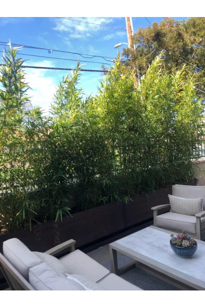 Бамбук Бисетти на террасе